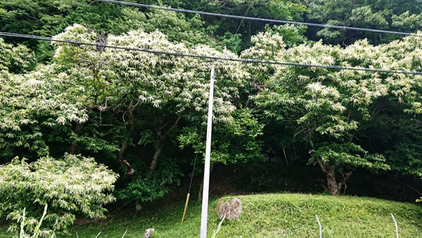 栗の花